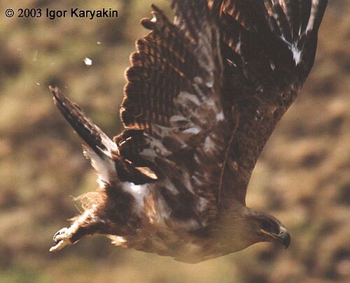 Steppe Eagle - Igor Karyakin