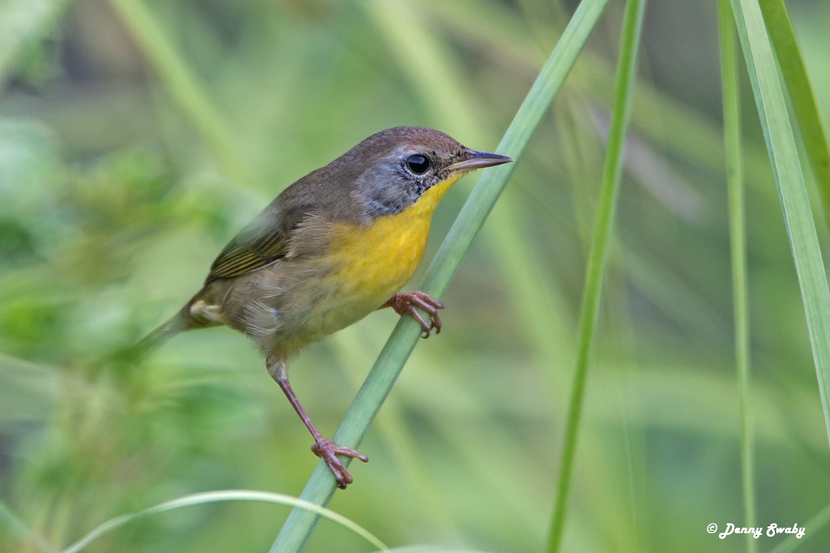 Common Yellowthroat - ML72682621