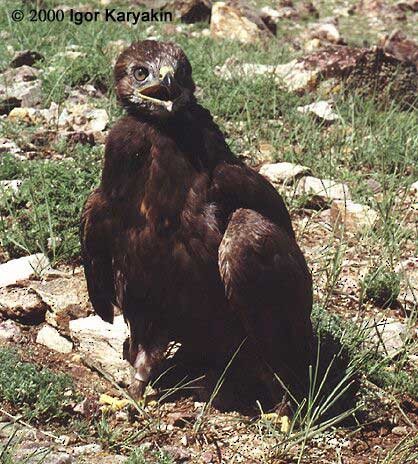 Upland Buzzard - Igor Karyakin