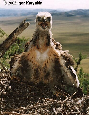 Upland Buzzard - Igor Karyakin