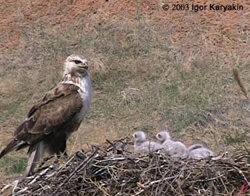 Upland Buzzard - Igor Karyakin