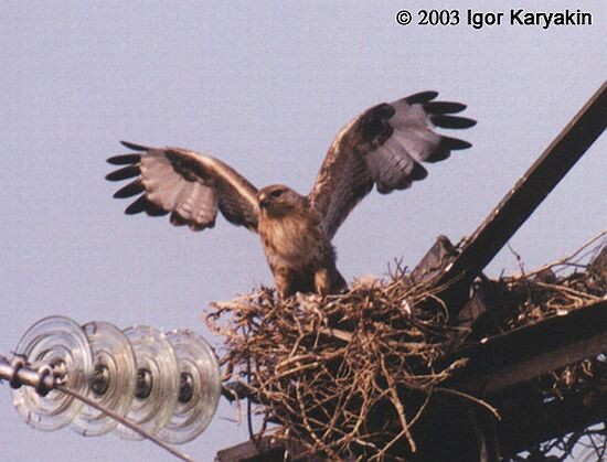 Upland Buzzard - Igor Karyakin