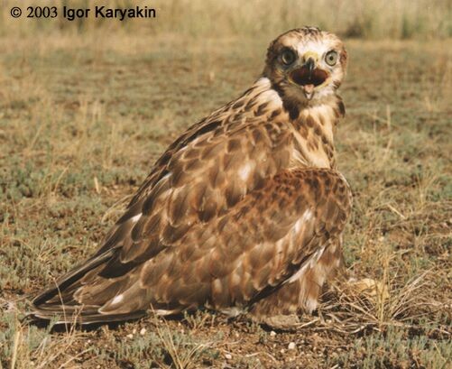 Upland Buzzard - Igor Karyakin