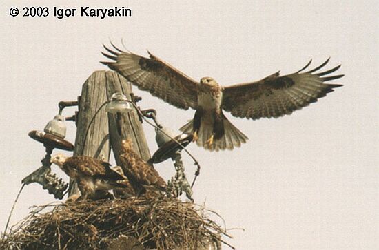 Upland Buzzard - Igor Karyakin