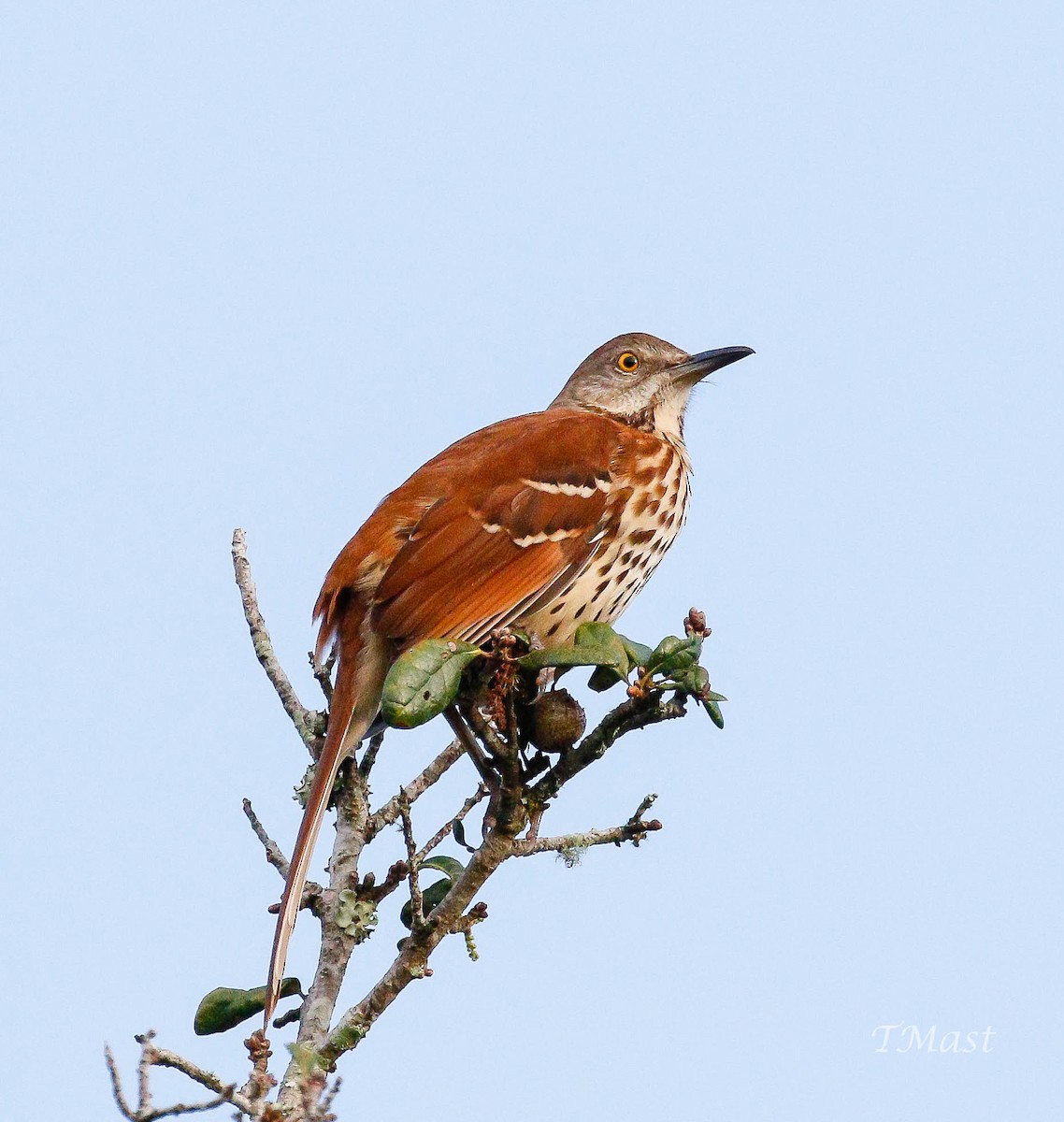 Brown Thrasher - Tom Mast