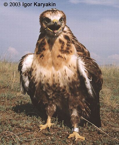 Upland Buzzard - Igor Karyakin