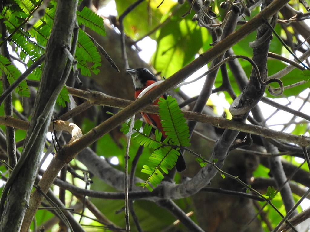 Rose-breasted Chat - ML72685961