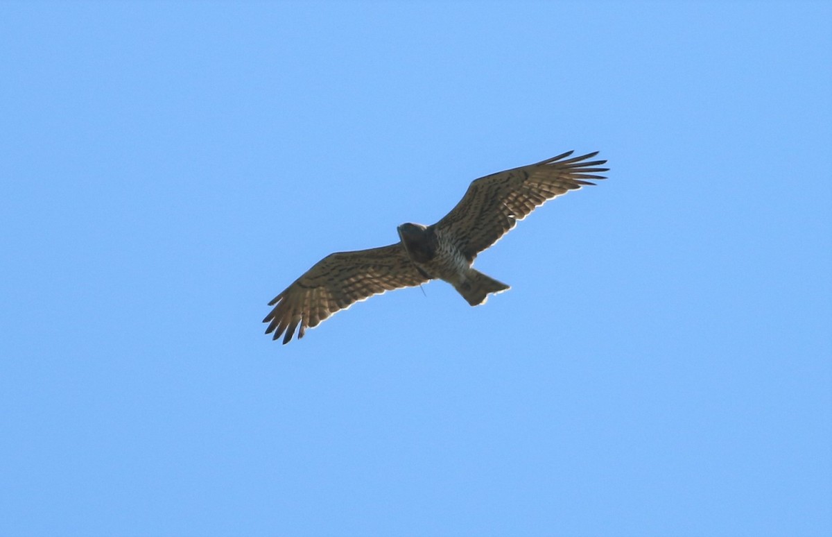 Short-toed Snake-Eagle - ML72686221