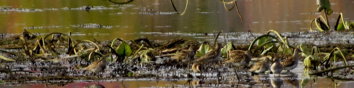 Pectoral Sandpiper - ML72686701