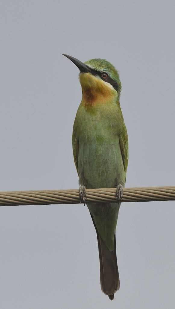 Цэнхэр шанаат зөгийч - ML72687731