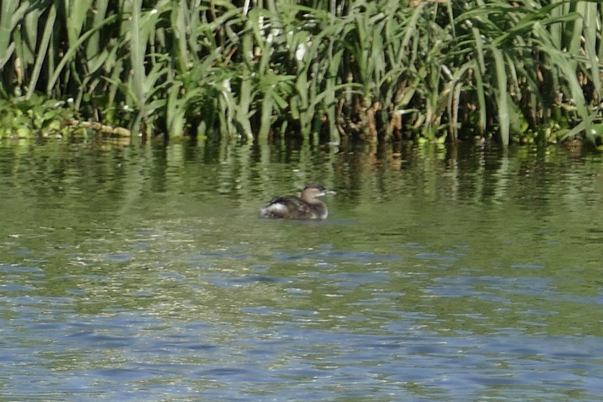 Madagascar Grebe - ML72689181
