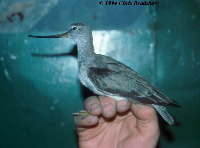 Terek Sandpiper - ML726898