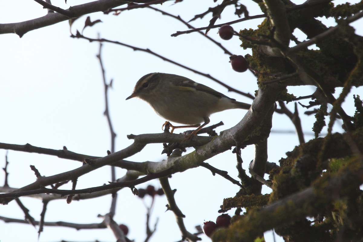 Yellow-browed Warbler - Alexander Lees