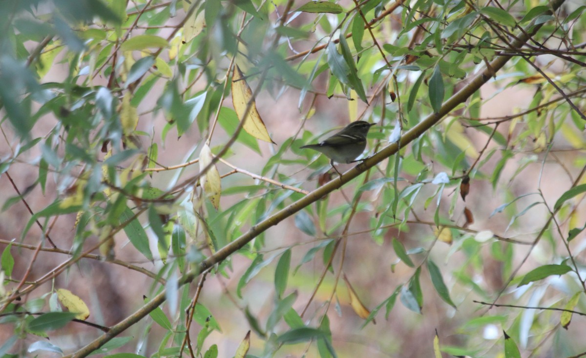 Yellow-browed Warbler - Alexander Lees