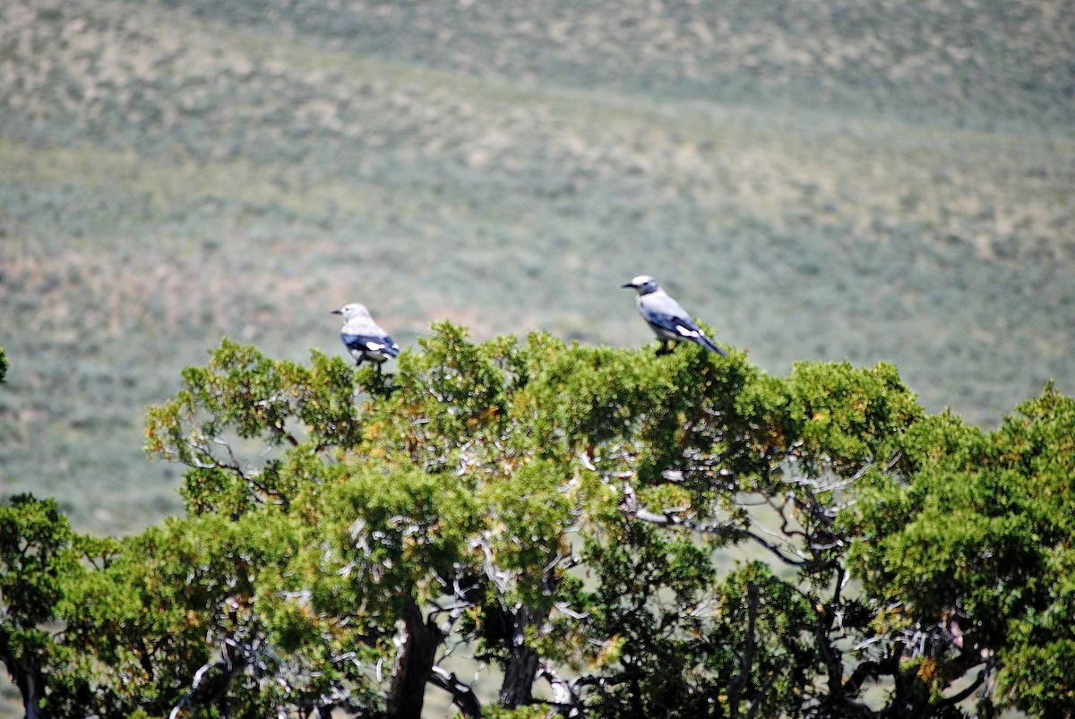 Clark's Nutcracker - ML72691451