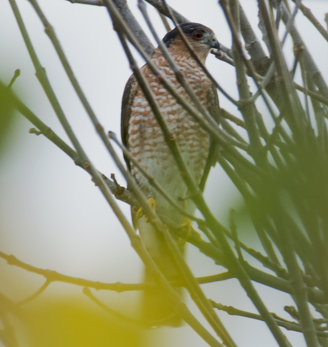 Sharp-shinned Hawk - Jack and Shirley Foreman