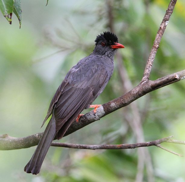 Square-tailed Bulbul (Sri Lanka) - ML726926