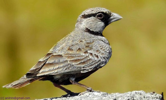 Ashy-crowned Sparrow-Lark - Anil Goyal