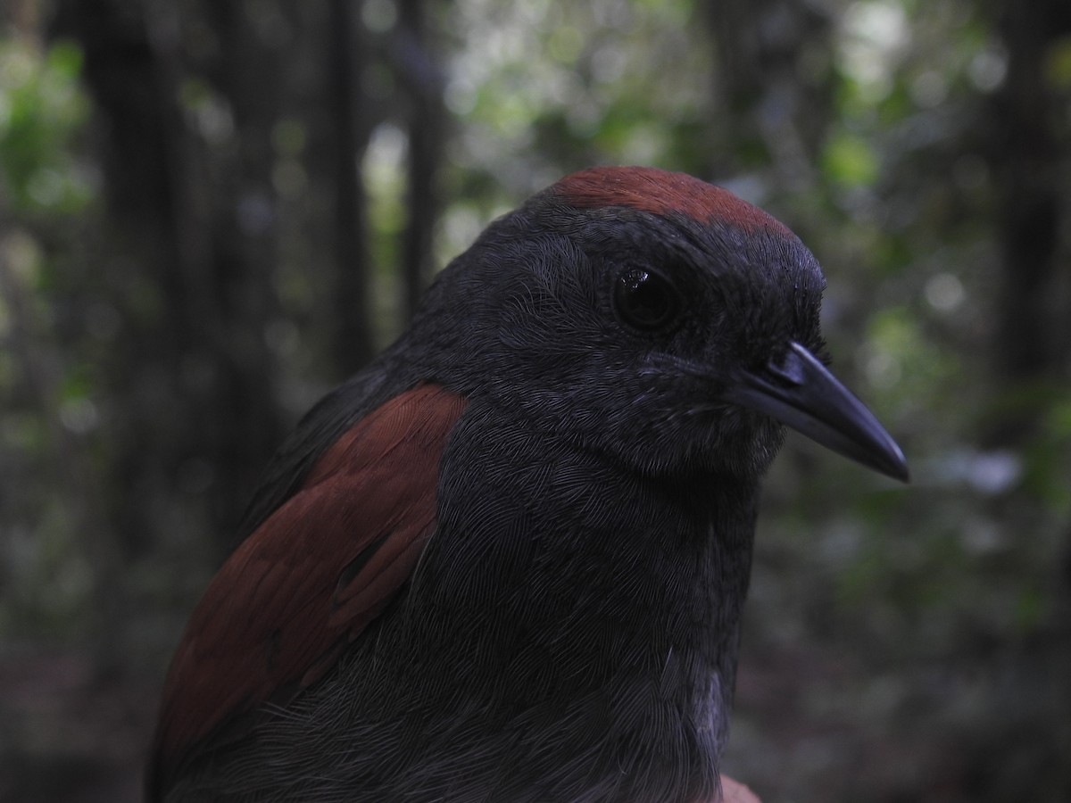 Slaty Spinetail - ML72694071