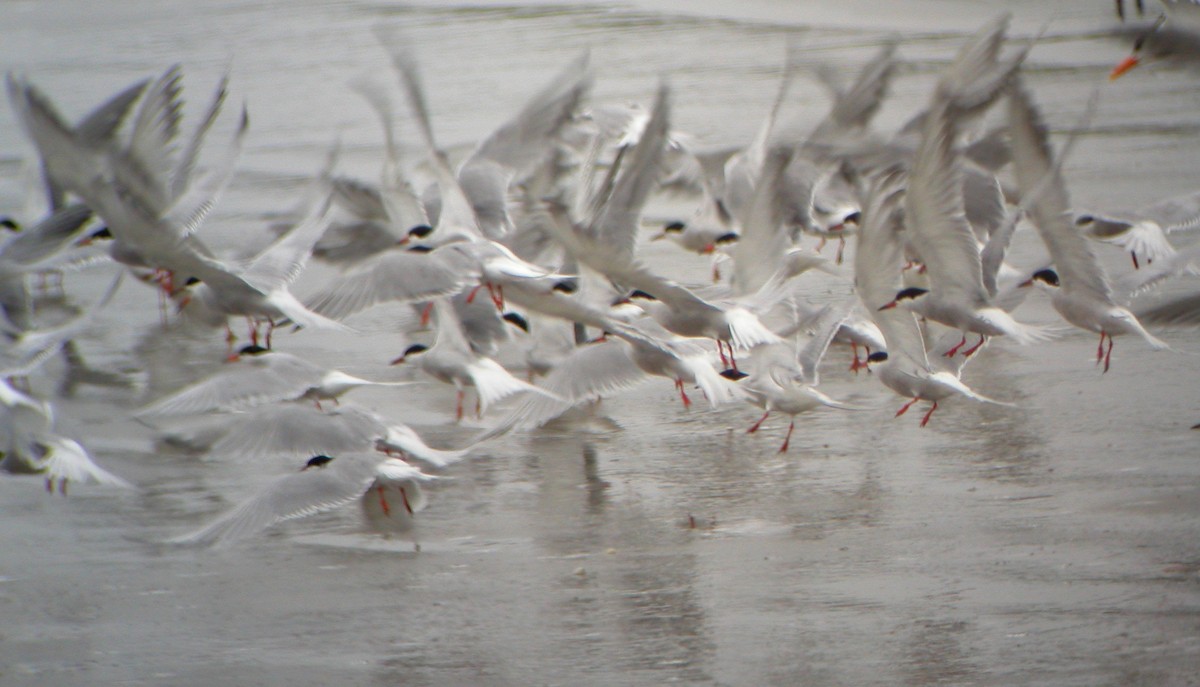 Forster's Tern - ML72694481