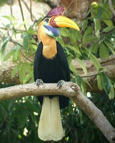 Knobbed Hornbill - Wim Heylen