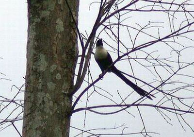 White-necked Myna (Northern) - Wim Heylen