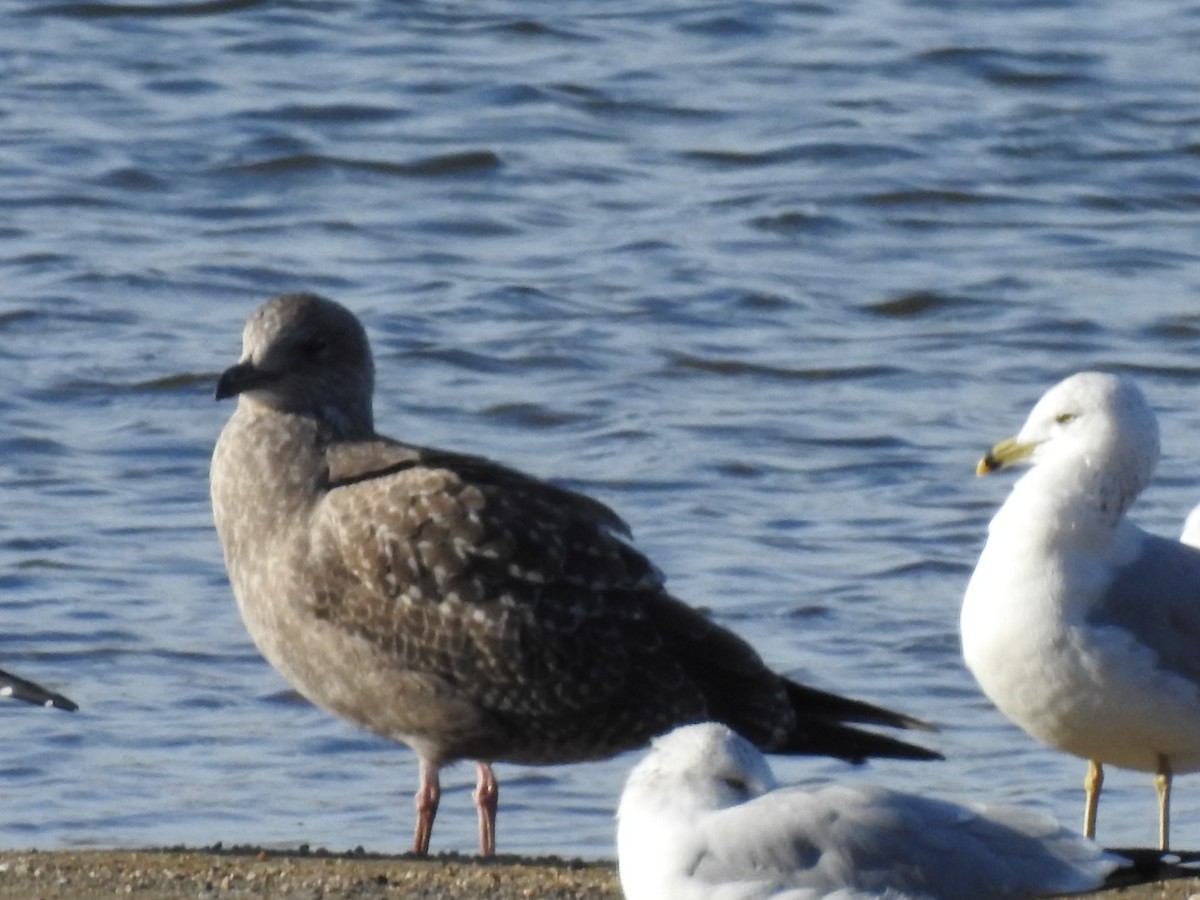 Herring Gull - Dale Heinert