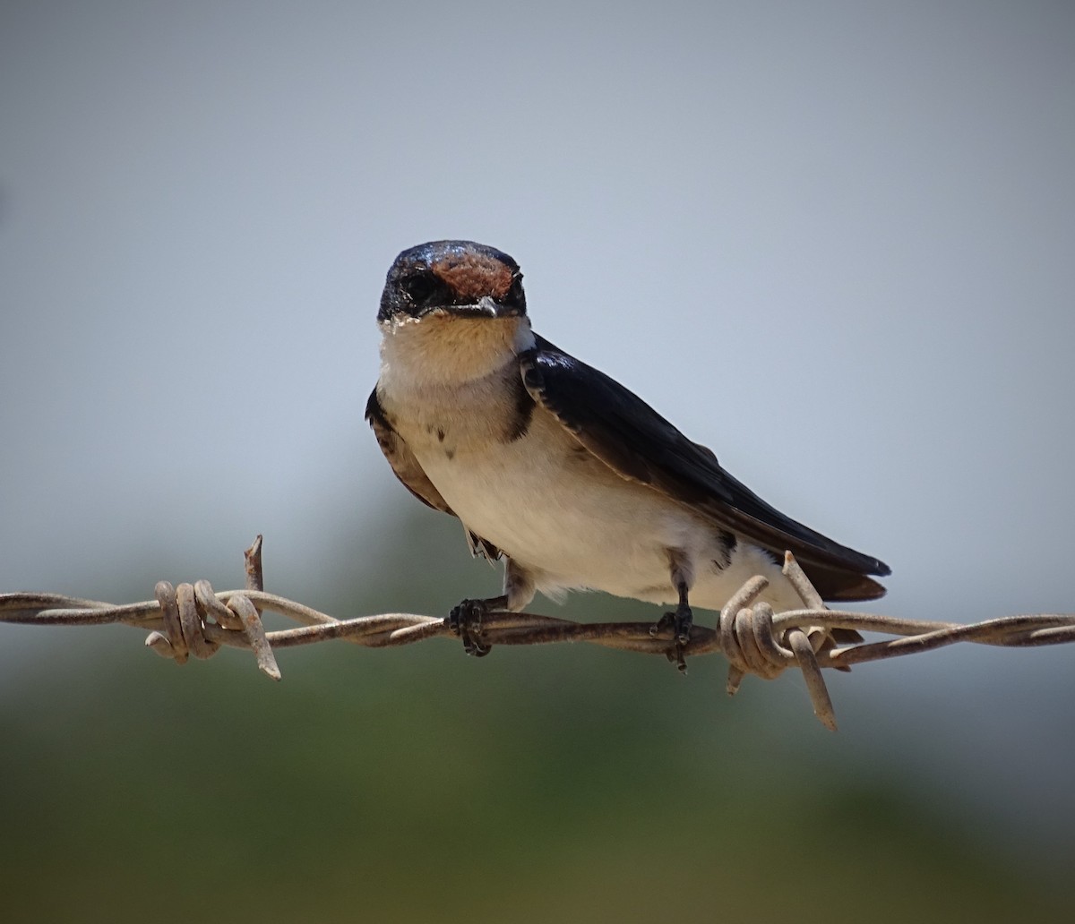 Ethiopian Swallow - ML72698401