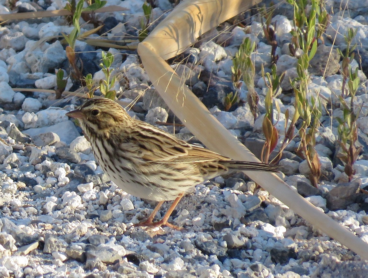 Savannah Sparrow - ML72698781