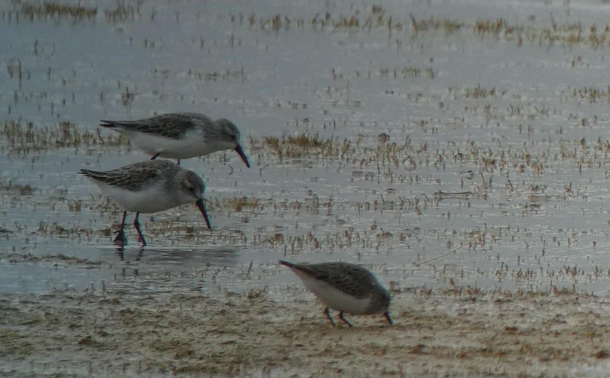 Western Sandpiper - ML72699631