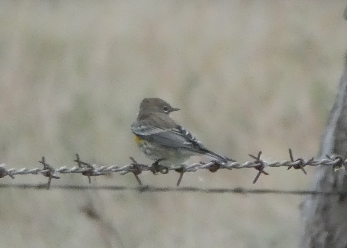 Yellow-rumped Warbler (Audubon's) - ML72700411