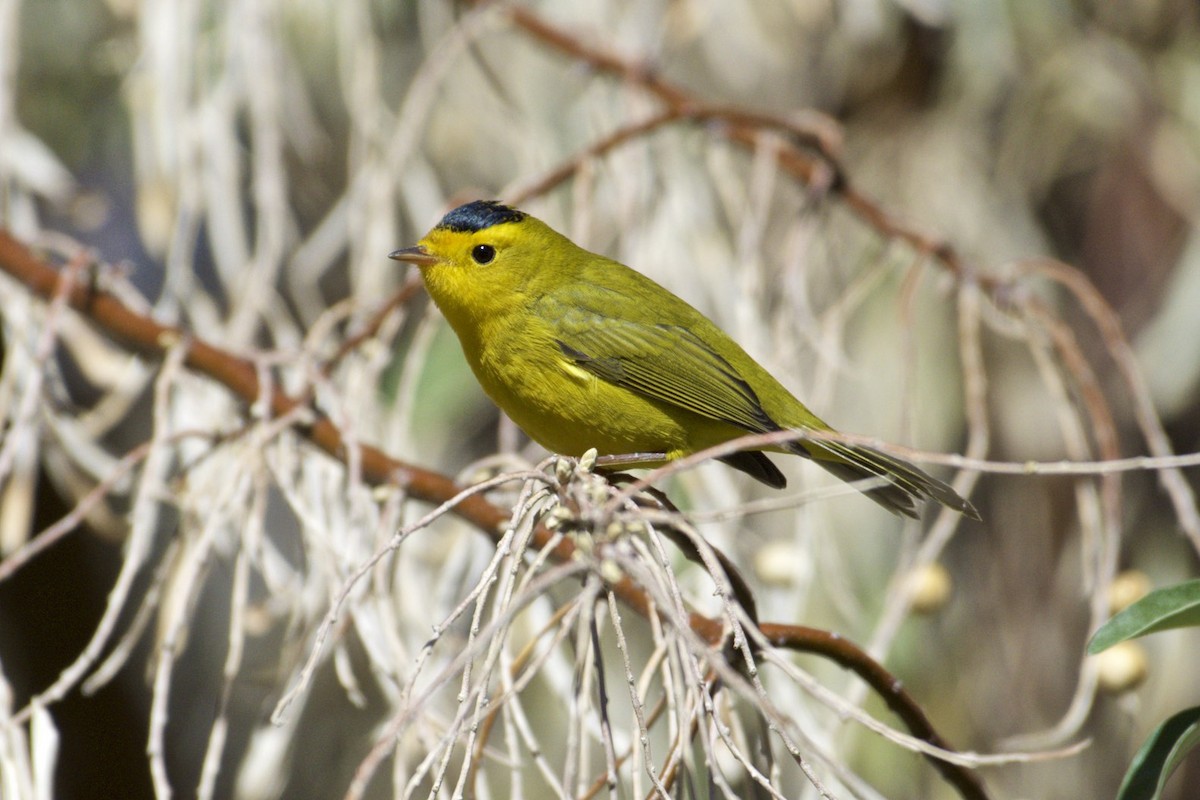 Wilson's Warbler - ML72700691