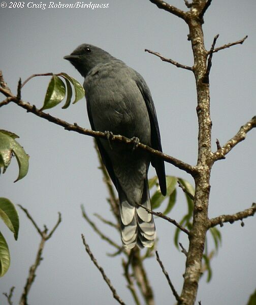 Indochinese Cuckooshrike - ML727012