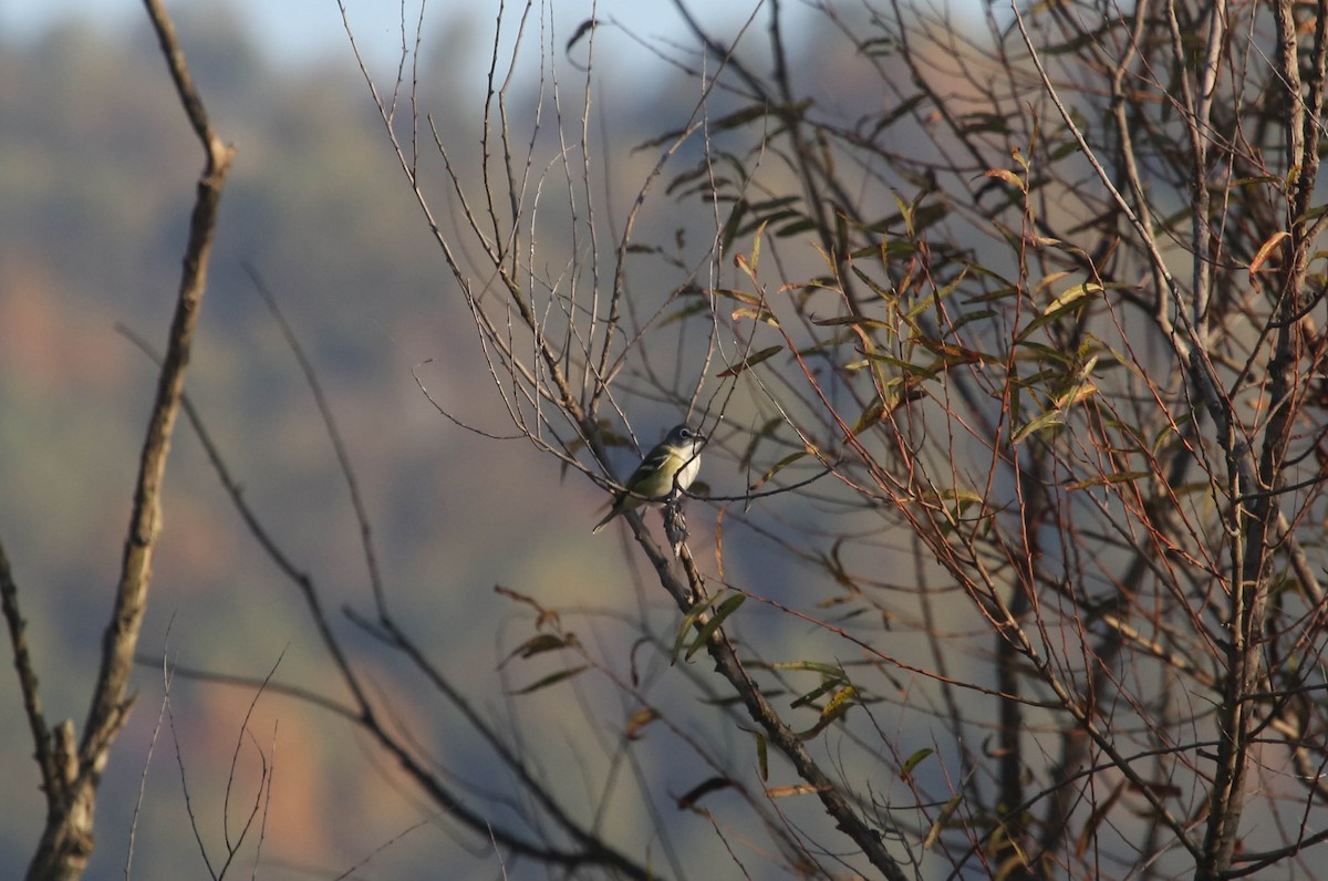 Blue-headed Vireo - ML72701531