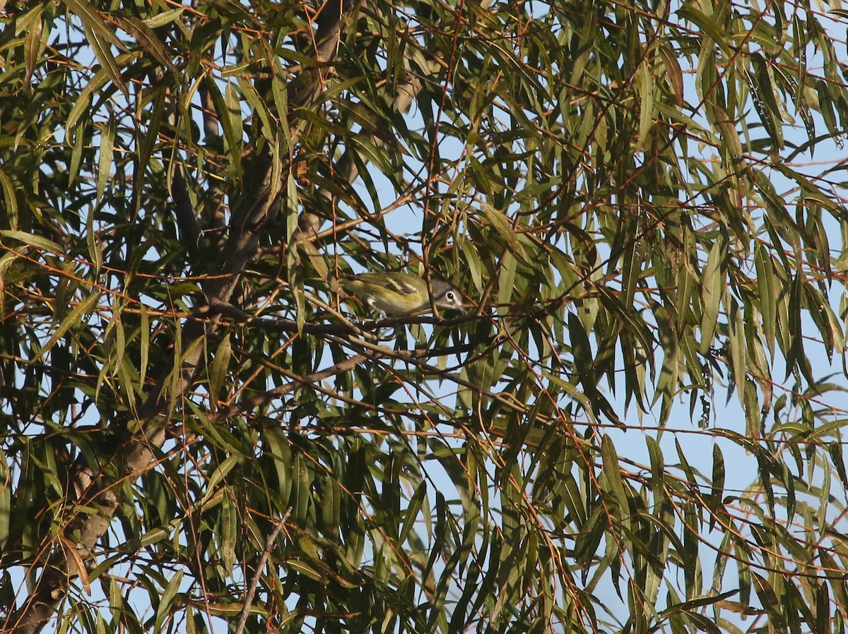 Blue-headed Vireo - ML72701541