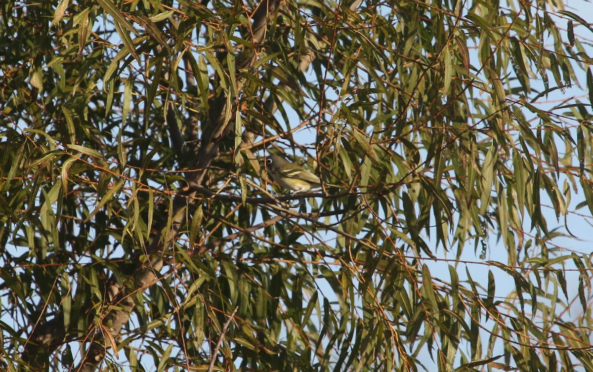 Blue-headed Vireo - ML72701551