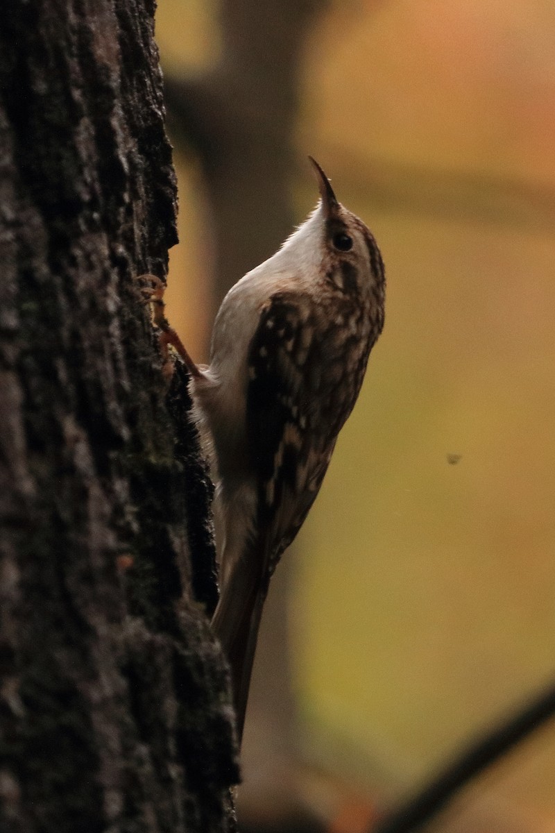 Brown Creeper - Elista Fisher