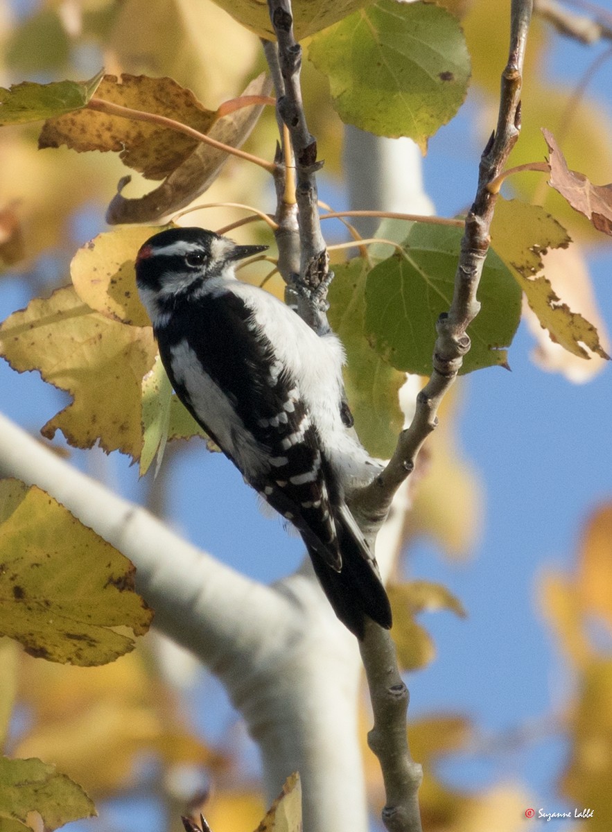 Downy Woodpecker - ML72701751