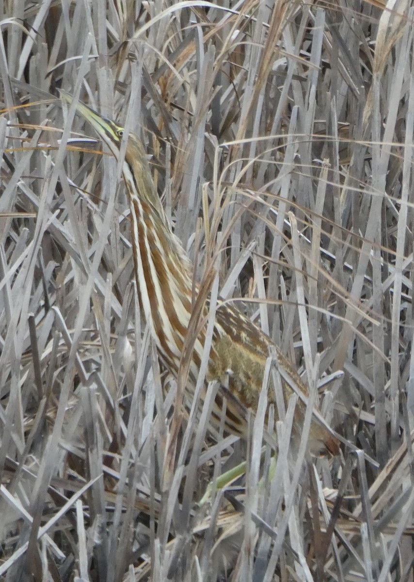 American Bittern - ML72702381