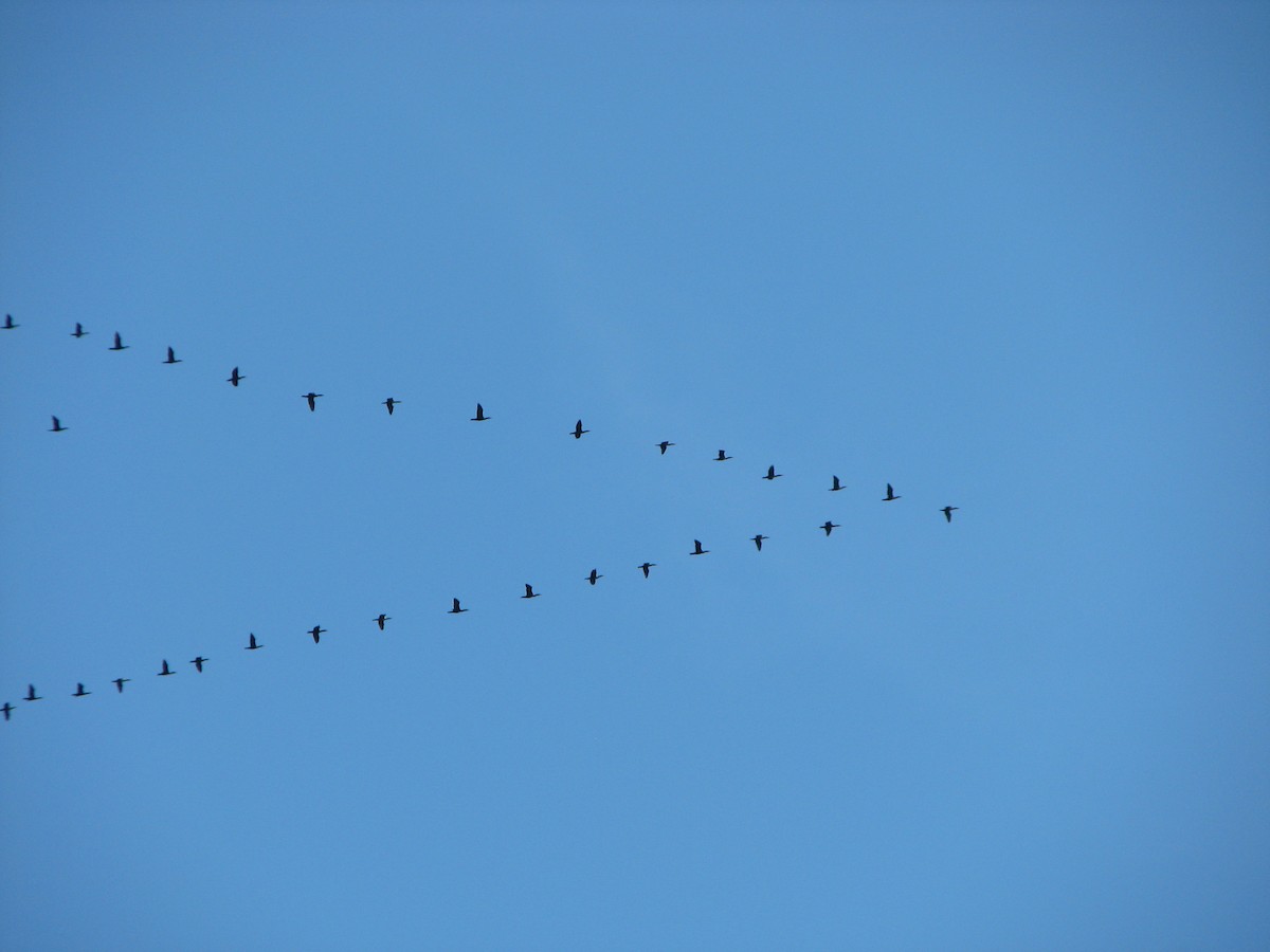 Double-crested Cormorant - ML72702491