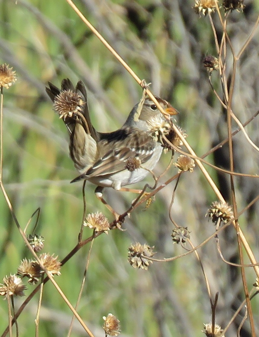 White-crowned Sparrow - ML72703281