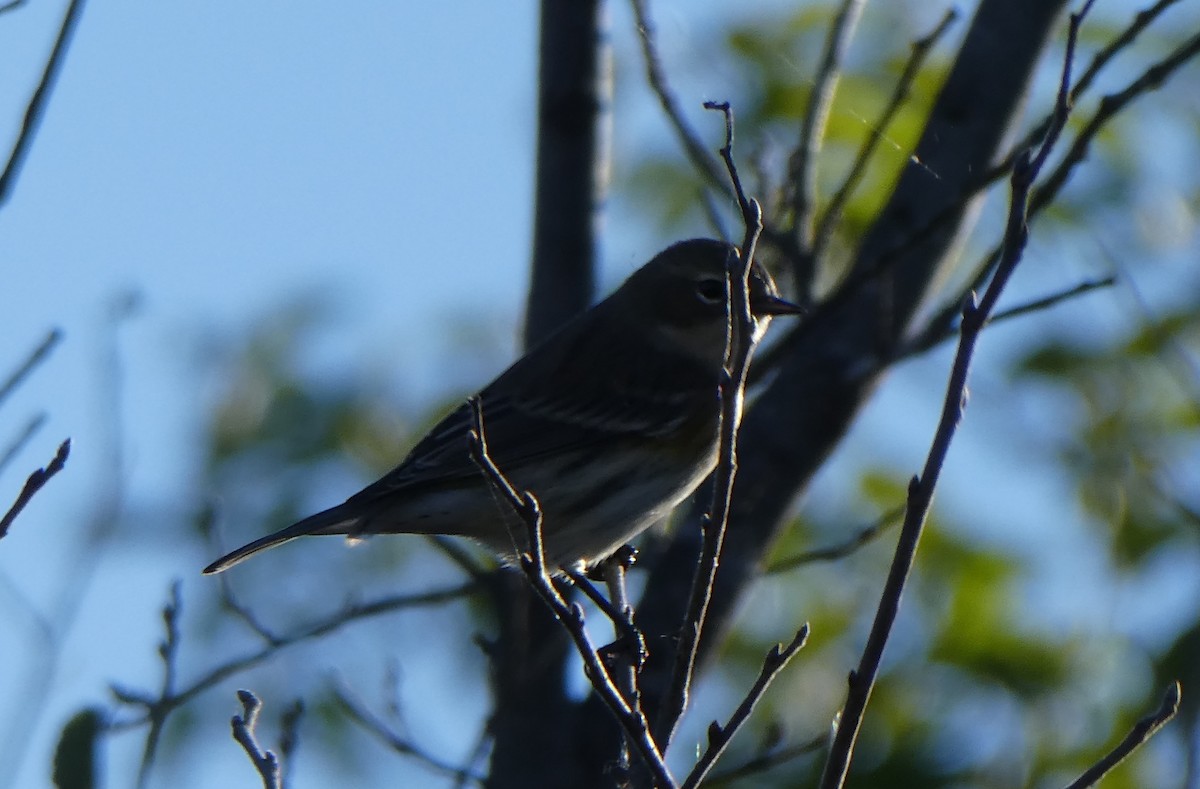 Yellow-rumped Warbler (Myrtle) - ML72703861