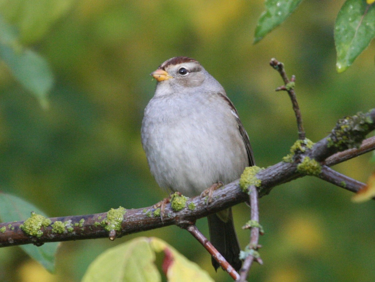 Bruant à couronne blanche - ML72709221