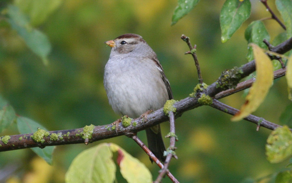 Bruant à couronne blanche - ML72709231