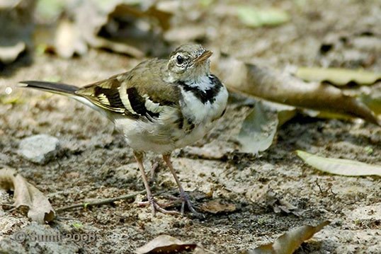 Forest Wagtail - ML727126