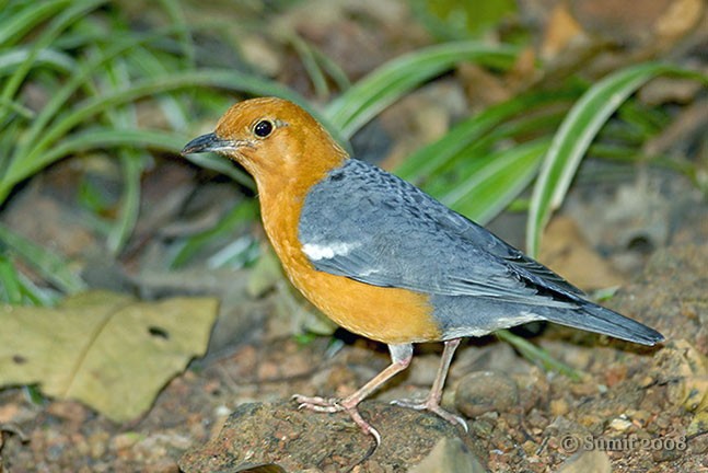 Orange-headed Thrush (Orange-headed) - ML727127