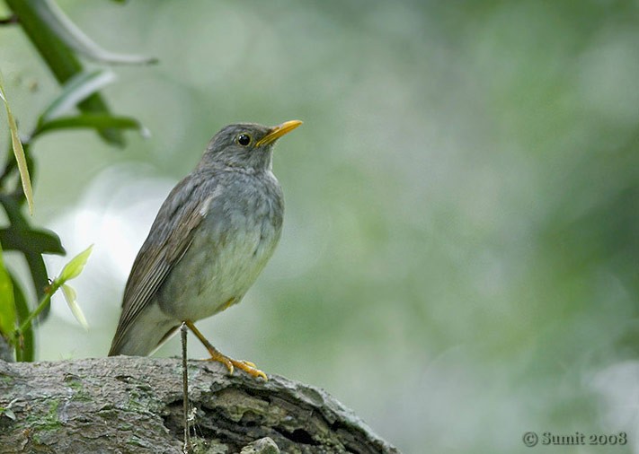 Tickell's Thrush - ML727129