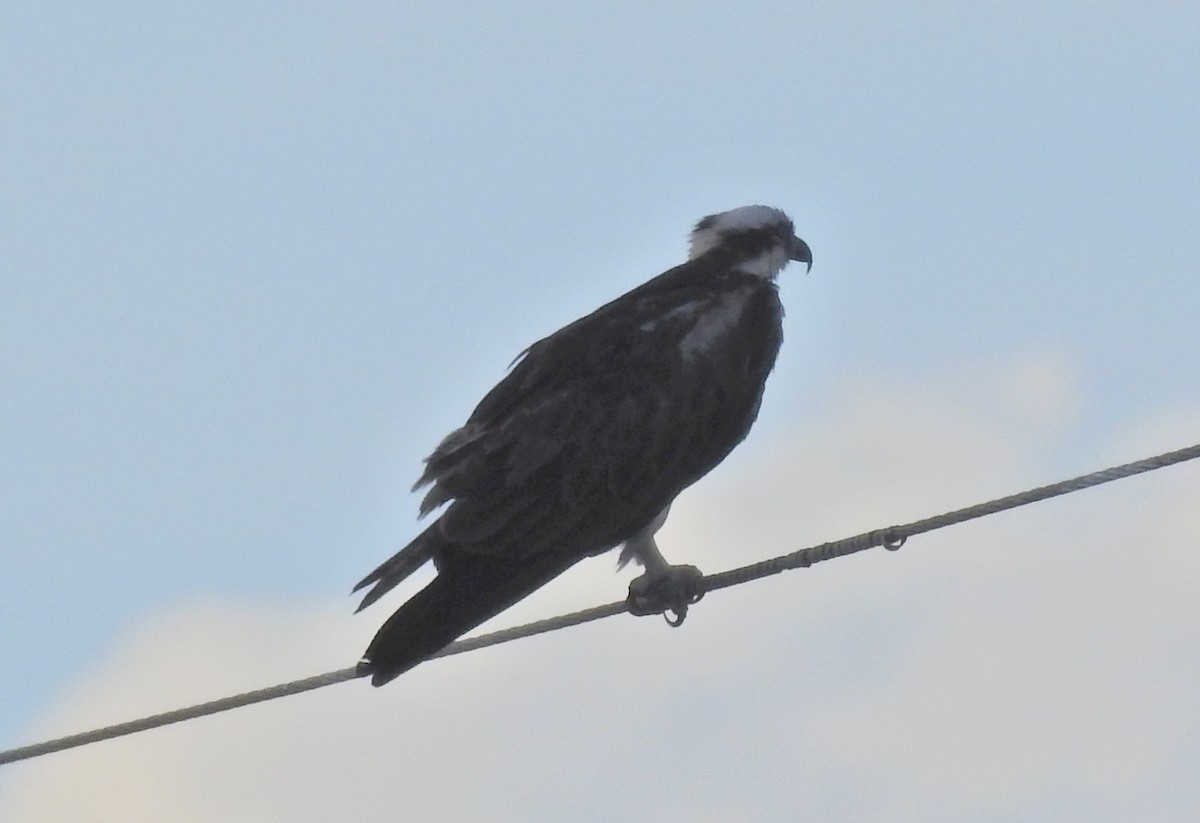 Balbuzard pêcheur - ML72713391