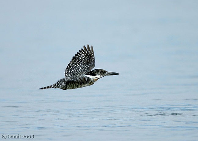 Crested Kingfisher - Sumit Sen