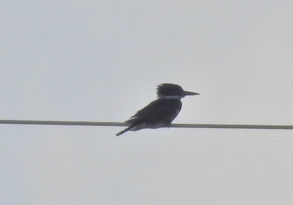Belted Kingfisher - ML72713931